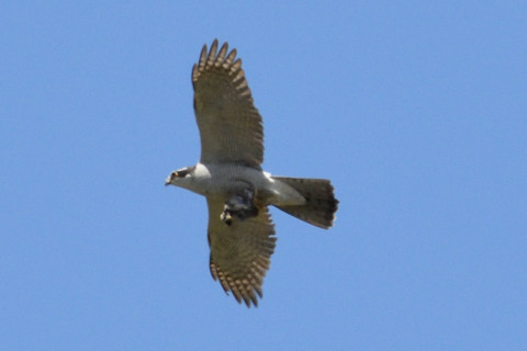 トリミング 2019/4月 SIGMA150-600C+D500 600mm F8 ss1/1250 ISO500 AF-C シングル