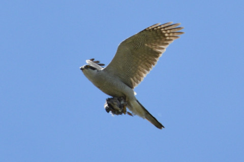 約0.67倍トリミング 2019/4月 SIGMA150-600C+D500 600mm F8 ss1/1250 ISO640 AF-C シングル