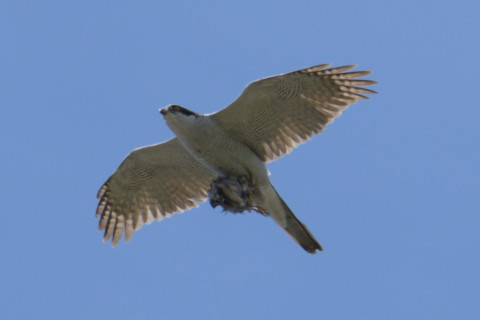 約0.67倍トリミング 2019/4月 SIGMA150-600C+D500 600mm F8 ss1/1250 ISO500 AF-C シングル