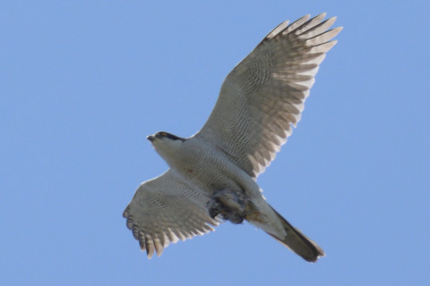 約0.67倍トリミング 2019/4月 SIGMA150-600C+D500 600mm F8 ss1/1250 ISO560 AF-C シングル