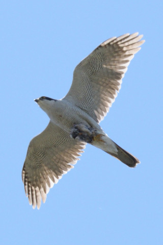 約0.67倍トリミング 2019/4月 SIGMA150-600C+D500 600mm F8 ss1/1250 ISO500 AF-C シングル