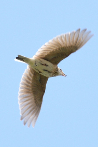 トリミング 2019/5月 SIGMA150-600C+D500 600mm F8 ss1/1250 ISO450 AF-C シングル