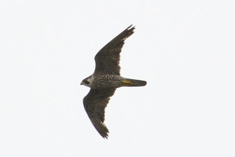 トリミング 2019/5月 SIGMA150-600C+D500 600mm F6.3 ss1/1250 ISO180 AF-C シングル