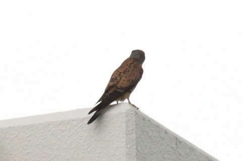 トリミング 2019/5月 SIGMA150-600C+D500 600mm F6.3 ss1/1600 ISO320 AF-C シングル