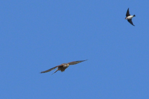 トリミング 2019/5月 SIGMA150-600C+D500 600mm F8 ss1/1600 ISO320 AF-C シングル