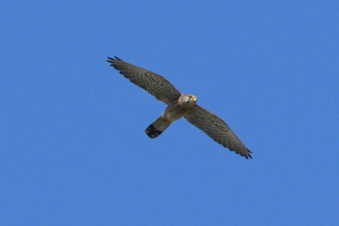 トリミング 2019/5月 SIGMA150-600C+D500 600mm F8 ss1/1600 ISO450 AF-C シングル
