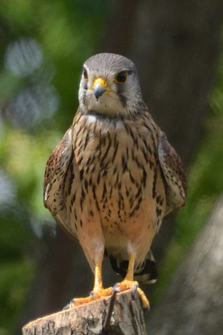 トリミング 2019/5月 SIGMA150-600C+D500 600mm F8 ss1/1600 ISO1000 AF-C シングル