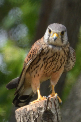 トリミング 2019/5月 SIGMA150-600C+D500 600mm F8 ss1/1600 ISO1100 AF-C シングル