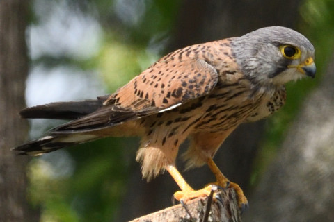 トリミング 2019/5月 SIGMA150-600C+D500 600mm F8 ss1/1600 ISO1000 AF-C シングル