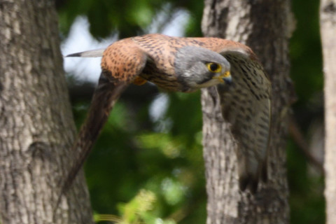 約0.67倍トリミング 2019/5月 SIGMA150-600C+D500 600mm F8 ss1/1600 ISO1000 AF-C シングル
