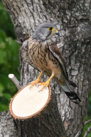 トリミング 2019/5月 SIGMA150-600C+D500 400mm F8 ss1/1600 ISO2200 AF-C シングル