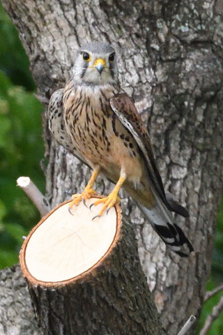 トリミング 2019/5月 SIGMA150-600C+D500 400mm F8 ss1/1600 ISO2500 AF-C シングル