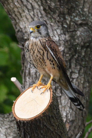 約0.67倍トリミング 2019/5月 SIGMA150-600C+D500 600mm F8 ss1/500 ISO900 AF-C シングル