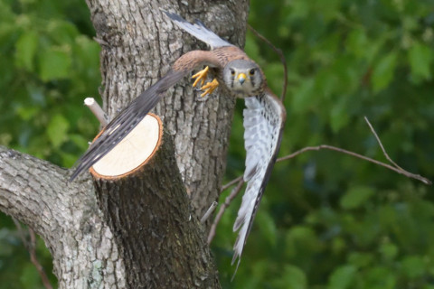 0.4倍トリミング 2019/5月 SIGMA150-600C+D500 600mm F8 ss1/2000 ISO5000 AF-C シングル