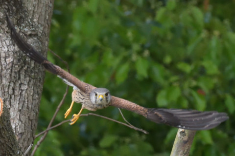 0.4倍トリミング 2019/5月 SIGMA150-600C+D500 600mm F8 ss1/2000 ISO5000 AF-C シングル
