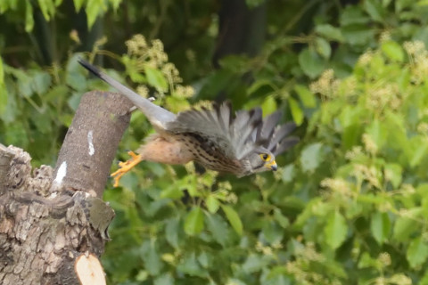 約0.67倍トリミング 2019/5月 SIGMA150-600C+D500 600mm F8 ss1/2000 ISO5000 AF-C シングル