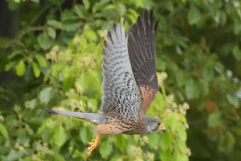 約0.67倍トリミング 2019/5月 SIGMA150-600C+D500 600mm F8 ss1/2000 ISO5000 AF-C シングル