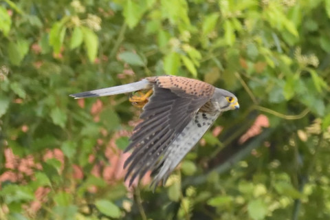 約0.67倍トリミング 2019/5月 SIGMA150-600C+D500 600mm F8 ss1/2000 ISO6400 AF-C シングル