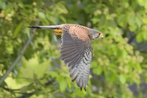 約0.67倍トリミング 2019/5月 SIGMA150-600C+D500 600mm F8 ss1/2000 ISO6400 AF-C シングル