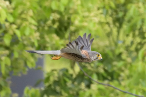 約0.67倍トリミング 2019/5月 SIGMA150-600C+D500 600mm F8 ss1/2000 ISO6400 AF-C シングル