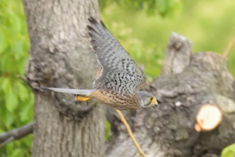 約0.67倍トリミング 2019/5月 SIGMA150-600C+D500 600mm F8 ss1/2000 ISO6400 AF-C シングル
