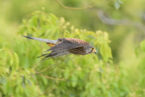 約0.67倍トリミング 2019/5月 SIGMA150-600C+D500 600mm F8 ss1/2000 ISO5600 AF-C シングル