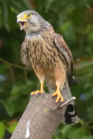 トリミング 2019/5月 SIGMA150-600C+D500 600mm F8 ss1/2000 ISO6400