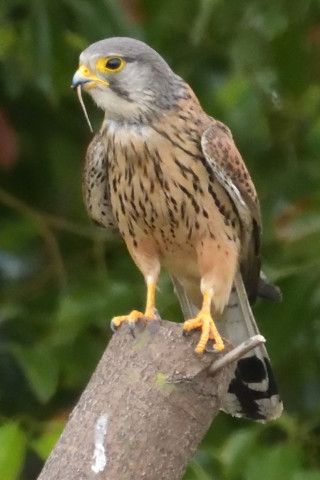 トリミング 2019/5月 SIGMA150-600C+D500 600mm F8 ss1/2000 ISO6400