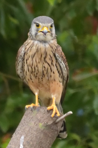 トリミング 2019/5月 SIGMA150-600C+D500 600mm F8 ss1/2000 ISO6400