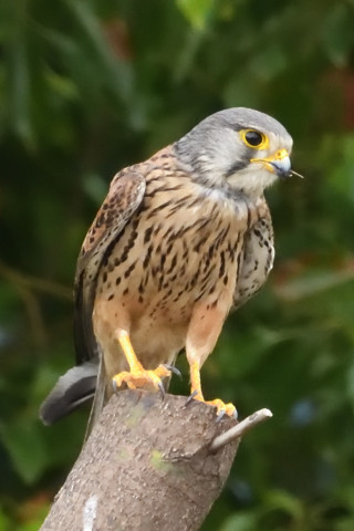 トリミング 2019/5月 SIGMA150-600C+D500 600mm F8 ss1/1250 ISO6400