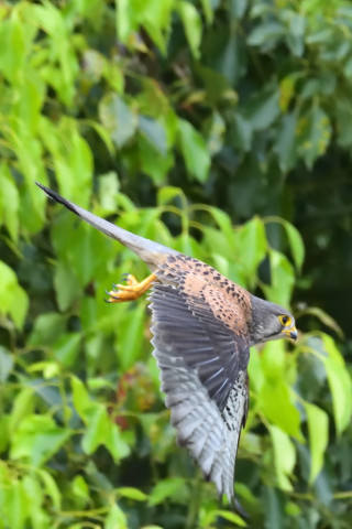 0.5倍トリミング 2019/5月 SIGMA150-600C+D500 600mm F8 ss1/1250 ISO6400 AF-C シングル