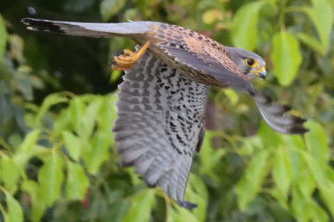0.5倍トリミング 2019/5月 SIGMA150-600C+D500 600mm F8 ss1/1600 ISO6400 AF-C シングル