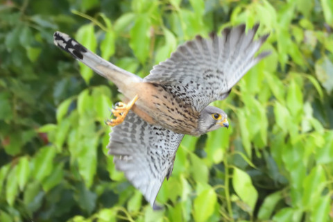 0.5倍トリミング 2019/5月 SIGMA150-600C+D500 600mm F8 ss1/800 ISO4500 AF-C シングル