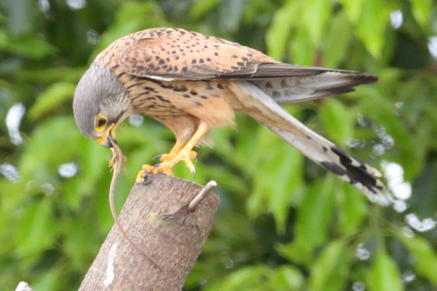 約0.67倍トリミング 2019/5月 SIGMA150-600C+D500 600mm F8 ss1/1250 ISO2500