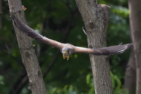 0.5倍トリミング 2019/5月 SIGMA150-600C+D500 600mm F8 ss1/2000 ISO5600 AF-C シングル