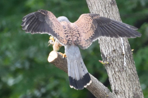 約0.67倍トリミング 2019/5月 SIGMA150-600C+D500 600mm F8 ss1/2000 ISO5600 AF-C シングル