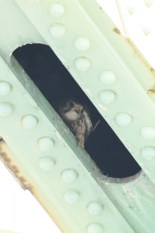 0.5倍トリミング 2019/5月 SIGMA150-600C+D500 600mm F8 ss1/1600 ISO4500