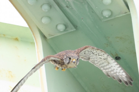 0.5倍トリミング 2019/5月 SIGMA150-600C+D500 600mm F8 ss1/1600 ISO5000 AF-C シングル