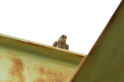 約0.29倍トリミング 2019/5月 SIGMA150-600C+D500 600mm F8 ss1/1000 ISO180