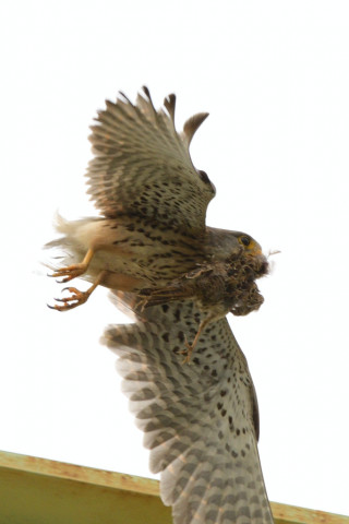 0.5倍トリミング 2019/5月 SIGMA150-600C+D500 600mm F8 ss1/1600 ISO180 AF-C シングル