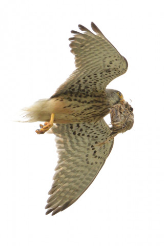 0.5倍トリミング 2019/5月 SIGMA150-600C+D500 600mm F8 ss1/1600 ISO450 AF-C シングル