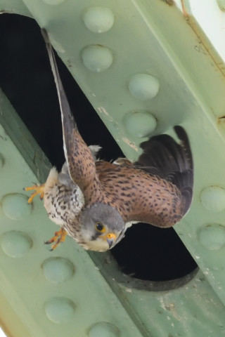 約0.67倍トリミング 2019/5月 SIGMA150-600C+D500 600mm F8 ss1/1600 ISO3600 AF-C シングル