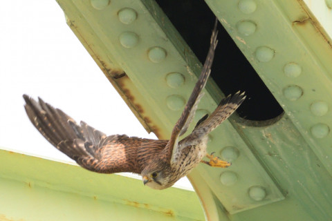 0.4倍トリミング 2019/5月 SIGMA150-600C+D500 600mm F8 ss1/1600 ISO800 AF-C シングル