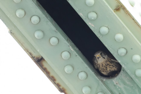 0.4倍トリミング 2019/5月 SIGMA150-600C+D500 600mm F8 ss1/1000 ISO6400 AF-C シングル