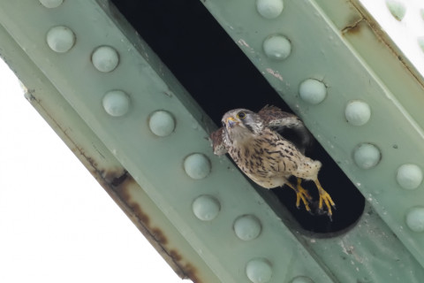 0.4倍トリミング 2019/5月 SIGMA150-600C+D500 600mm F8 ss1/1000 ISO6400 AF-C シングル