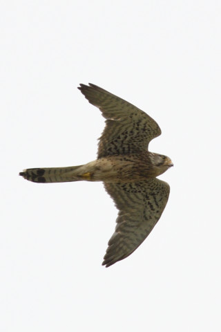 約0.67倍トリミング 2019/5月 SIGMA150-600C+D500 600mm F8 ss1/1000 ISO140 AF-C シングル