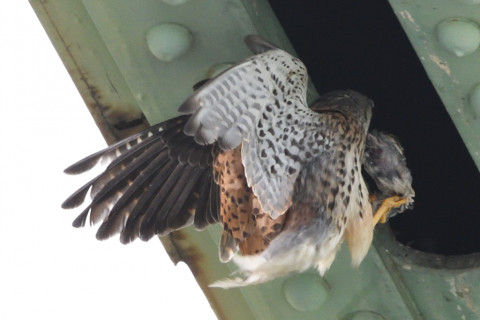 約0.67倍トリミング 2019/5月 SIGMA150-600C+D500 600mm F8 ss1/800 ISO1600 AF-C シングル