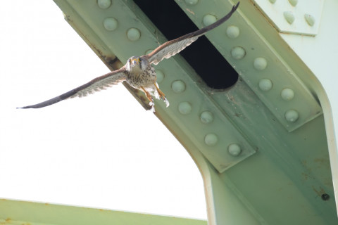 2019/5月 SIGMA150-600C+D500 600mm F8 ss1/1600 ISO4000 AF-C シングル