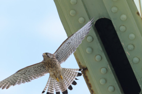 2019/5月 SIGMA150-600C+D500 600mm F8 ss1/1600 ISO1400 AF-C シングル