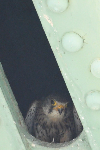 約0.67倍トリミング 2019/5月 SIGMA150-600C+D500 600mm F8 ss1/1600 ISO3200